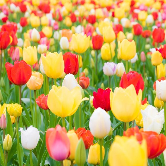 Meet your Posher, Glentine - Picture 1 of 1